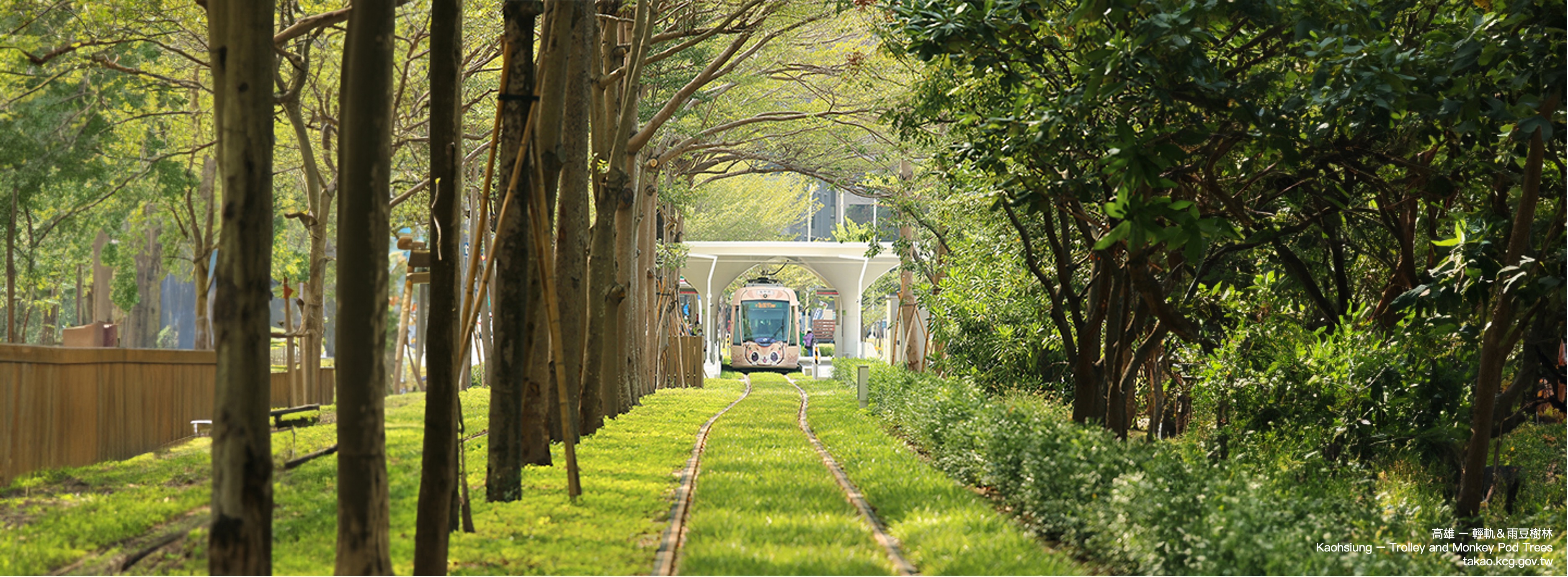 Kaohsiung trolley and monkey pod trees 