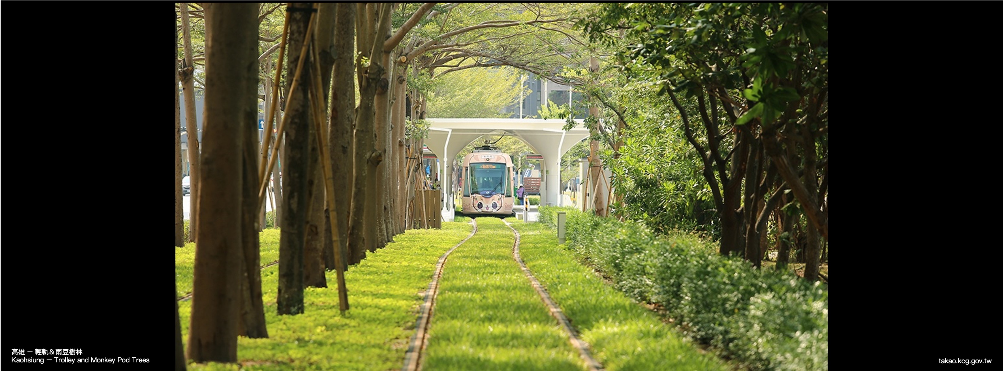 Kaohsiung trolley and monkey pod trees 